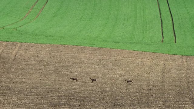 Fallow Deer (Dama dama) in a field. Deer in the nature habitat. Animal in the green meadow. Wildlife scene in Europe.