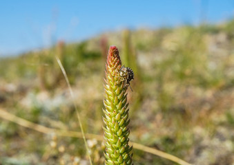 forest bug sitting on a green blade of grass