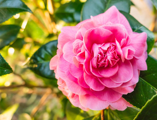 camellia japonica pink colour outdoors