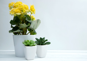 Household flowers, yellow blooming begonia and succulents nearby stand on a white wooden table. Care and breeding of a home garden. Copy space