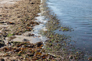 Seaweed landed on a beach in Brittany