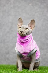 Sphynx cat portrait with clothes in the studio.