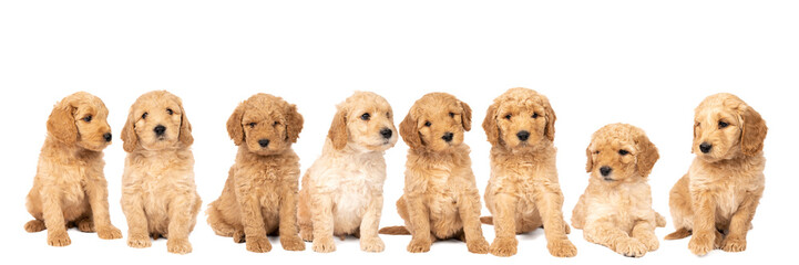A litter of cute labradoodle puppies sitting looking at the camera isolated on a white background...