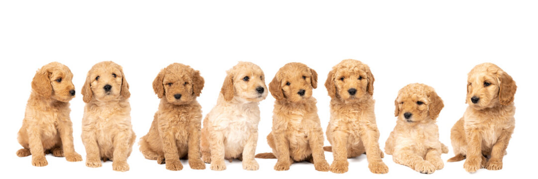A litter of cute labradoodle puppies sitting looking at the camera isolated on a white background with space for text