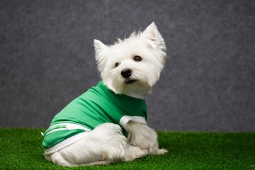 westie dog posing with dog clothes in the studio.