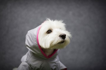 westie dog posing with dog clothes in the studio.