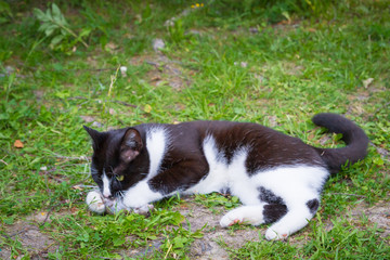 Black and white house cat caught a gray mouse and plays with it