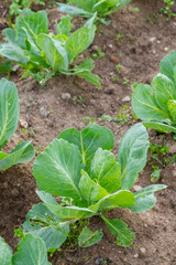 Early cabbage grows on beds in the summer in the garden