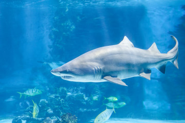 Big shark in deep blue water.