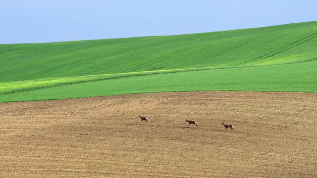 Fallow Deer (Dama dama) in a field. Deer in the nature habitat. Animal in the green meadow. Wildlife scene in Europe.
