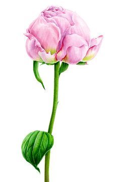pink peony, isolated white background, watercolor illustration, hand drawing, botanical painting, spring flower