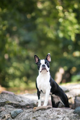 Boston terrier posing in the park. Dog in green grass.