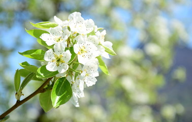 Birnenblüten - Birnenbaumblüten - Birnbaum in Blüte 