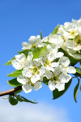 Birnenblüten - Birnenbaumblüten - Birnbaum in Blüte 