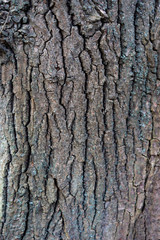 Close up tree bark, rough texture