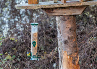 Blue Tit (Cyanistes caeruleus) Feeding from a bird feeder