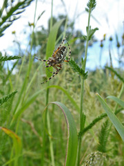Eichblatt-Kreuzspinne