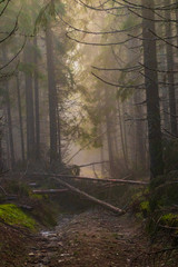 Carpathian forest in spring