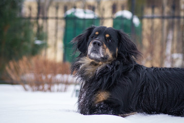 Mixed breed dog posing in the park.