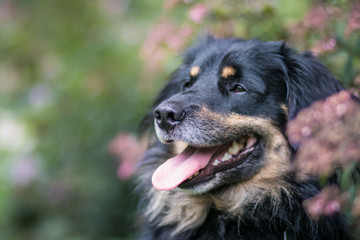 Mixed breed dog in the park.  Shelter dog in new home.