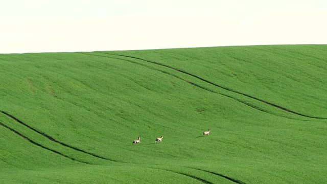 Fallow Deer (Dama dama) in a field. Deer in the nature habitat. Animal in the green meadow. Wildlife scene in Europe.