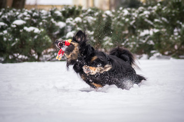 Mixed breed dog play in snow with toy. Dog in action.