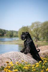 Standart schnauzer posing outside. Purebred dog posing.