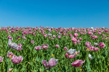 Obraz premium Mohnblumen 103