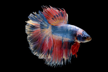 Colorful with main color of light blue and pink betta fish, Siamese fighting fish was isolated on black background.