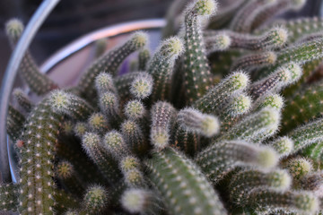 closeup of a cactus
