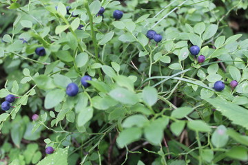 Blueberries