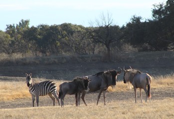 Fototapeta na wymiar Zebra and Blue Wildebeest in field