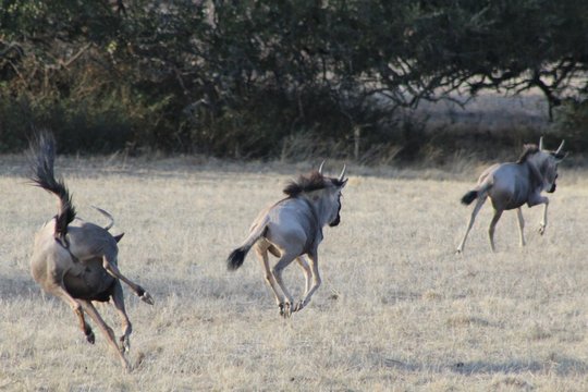 Wildebeest running and leaping