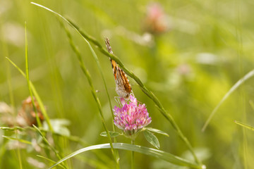 An orange butterfly on wildflower on soft green blurred background.