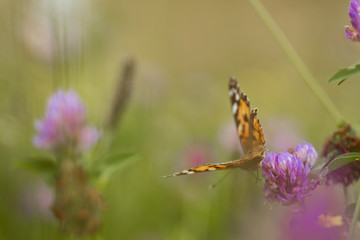 An orange butterfly on wildflower on soft green blurred background.