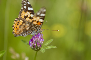 An orange butterfly on wildflower on soft green blurred background.