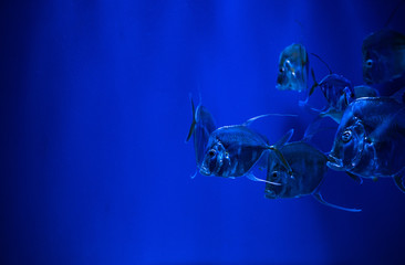 Selene fish Atlantic moonfish swarm in blue water ocean aquarium nature 