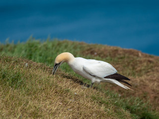 Northern gannet on cliff top