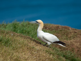 Obraz premium Northern gannet on cliff top