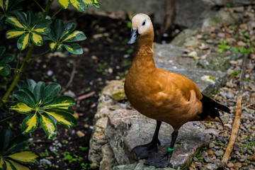 Ruddy Duck, Close-Up Zoon Animals