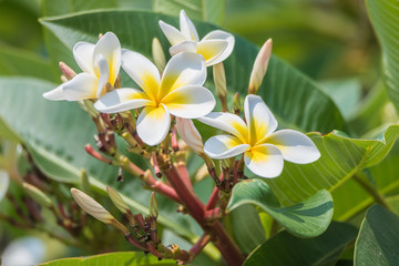 Obraz na płótnie Canvas Yellow and White Frangipani Flowers in Bloom