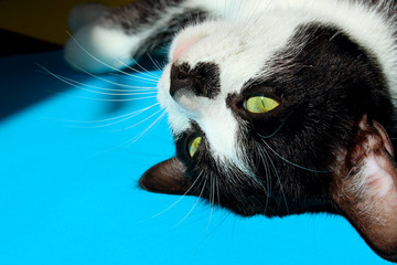 Cropped  shot of a tuxedo cat lying over blue background. Funny black cat over colorful background.