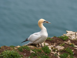 Fototapeta na wymiar Northern gannet on cliff top