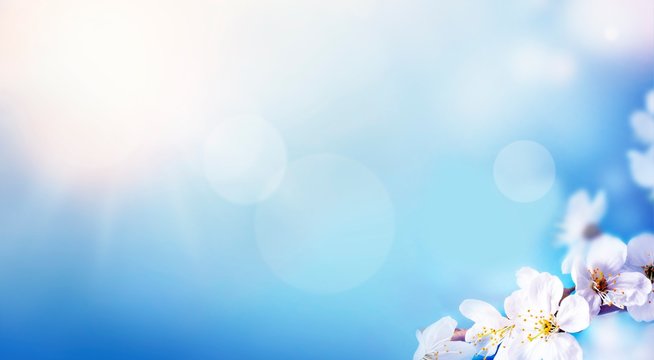 Blossom tree over nature background. Spring flowers. Spring Background
