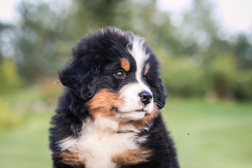 Bernese mountain dog puppy posing outside. Puppies in the kennel.	