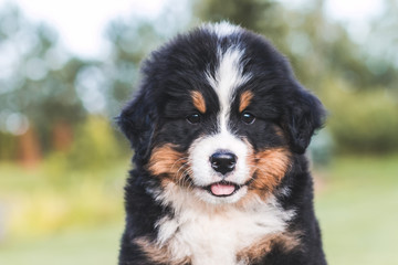 Bernese mountain dog puppy posing outside. Puppies in the kennel.