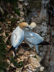 A pair of Gannets at the nesting colony at Bempton cliffs, Yorkshire.