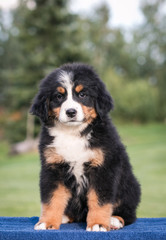 Bernese mountain dog puppy outside. So cute and small bernese puppy.