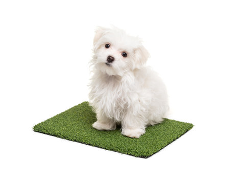 Cute Maltese Puppy Dog Sitting On Section Of Artificial Turf Grass On White Background