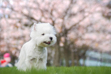 White west terrier in beautiful flowers park.